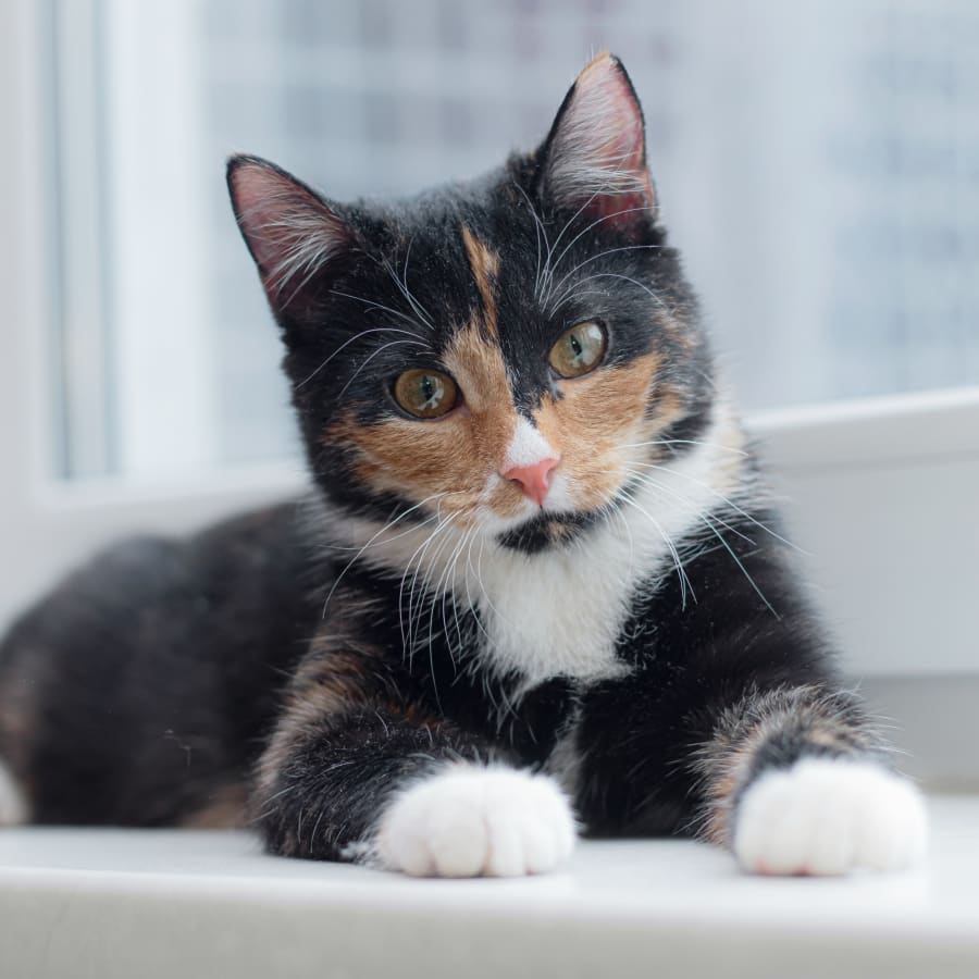About Houston County Animal Clinic, Erin Veterinarian