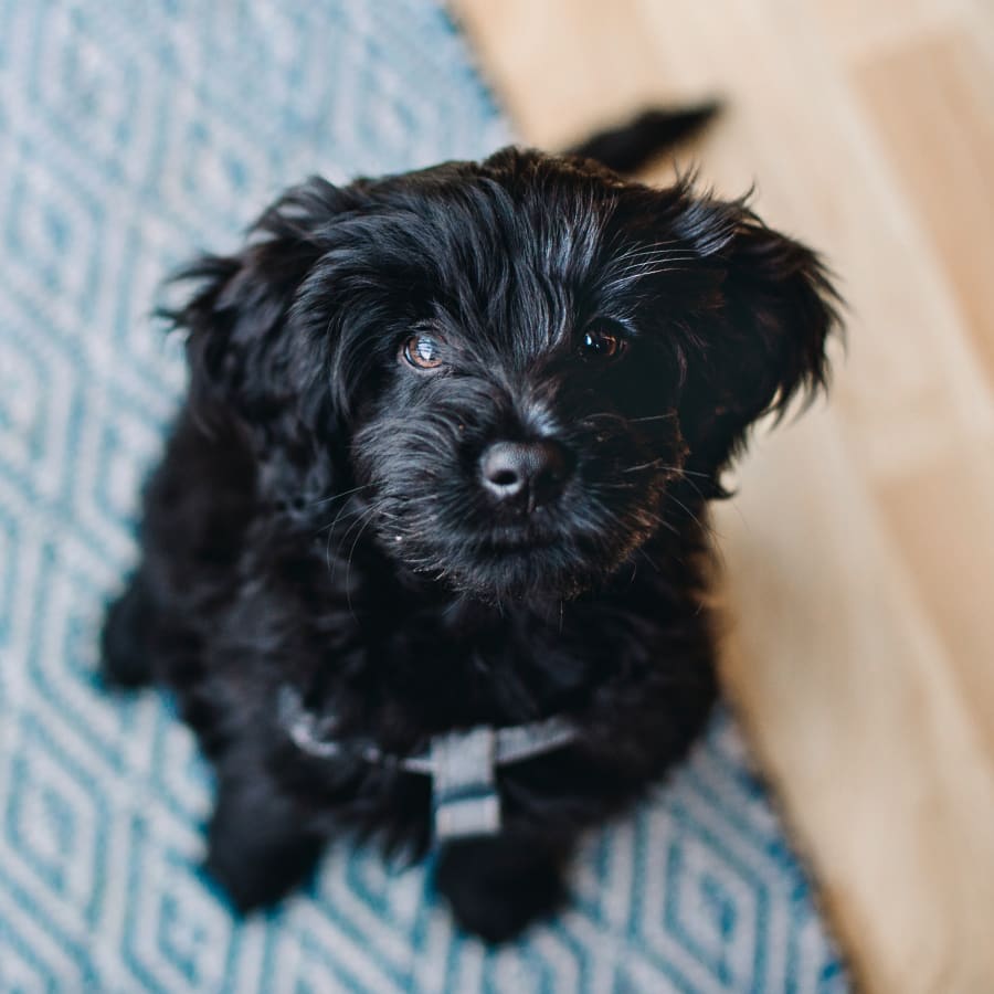 Dog & Cat Boarding in Erin | Pet Boarding Services