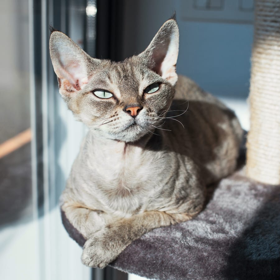 Breeding consultations and services for cats & dogs, Erin Vet