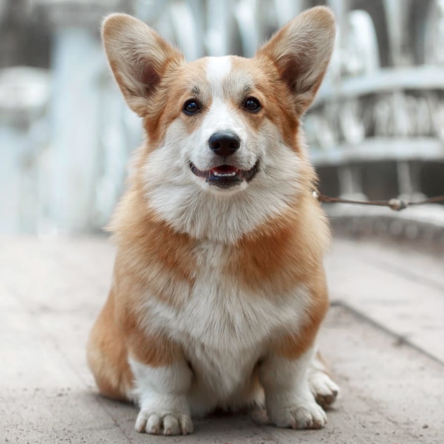 Pet Dental Care & Surgery | Veterinary Dentist in Erin
