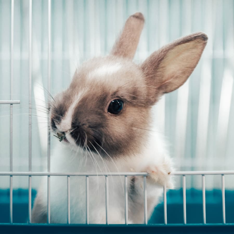 Avian & Exotic Pet Services, Erin Veterinarians