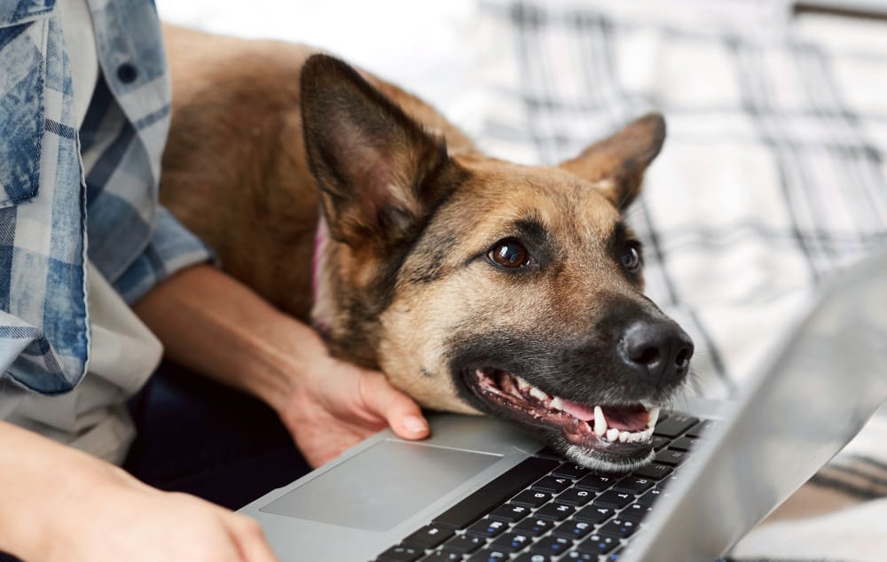 Welcome to Houston County Animal Hospital | GP Veterinarians