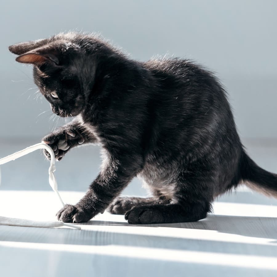 Veterinary Surgery Erin | Pet Surgery