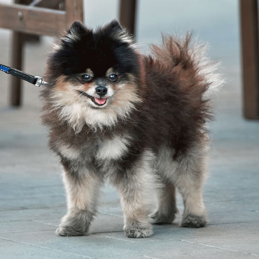 Pet Vaccinations & Parasite Prevention for Cats & Dogs in Erin