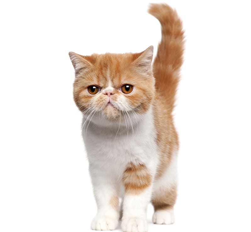 Cats, Houston County Animal Clinic