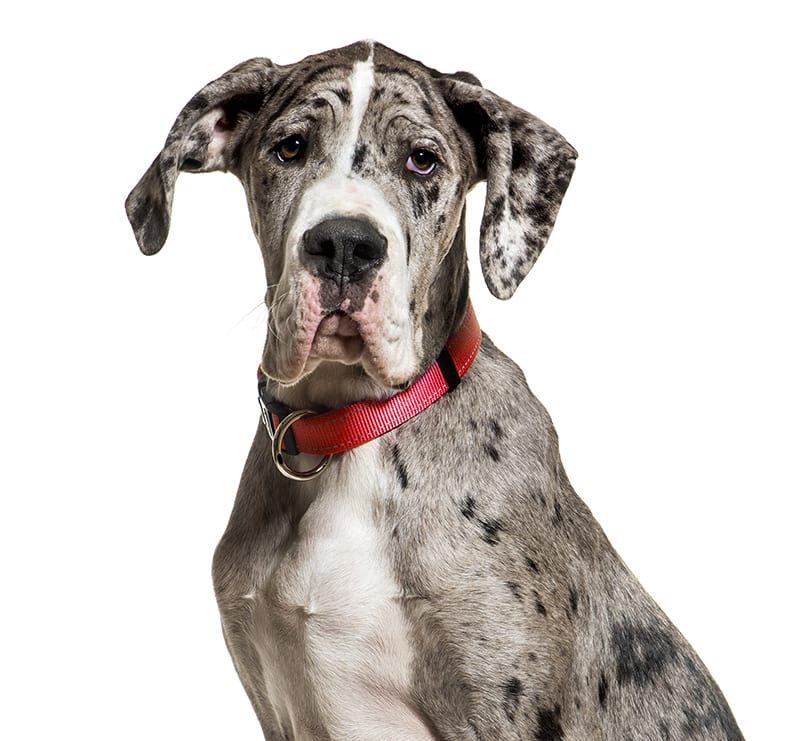 Giant Dogs, Houston County Animal Clinic