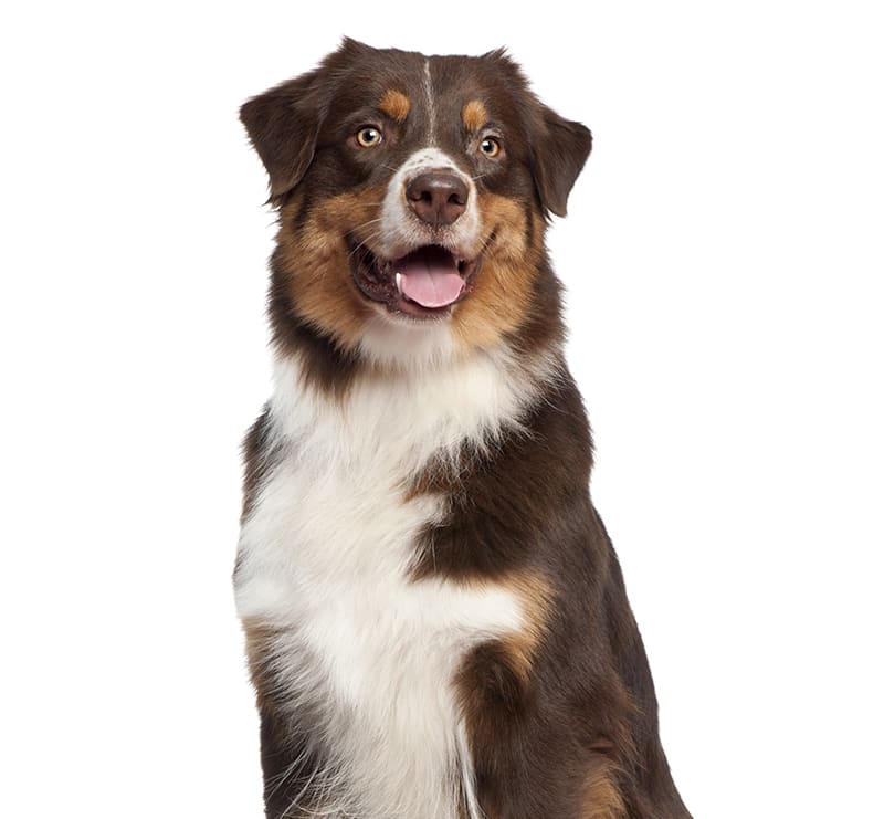 Large Dogs, Houston County Animal Clinic
