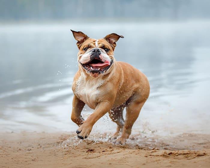 The Importance of Preventive Care, Houston County Animal Clinic