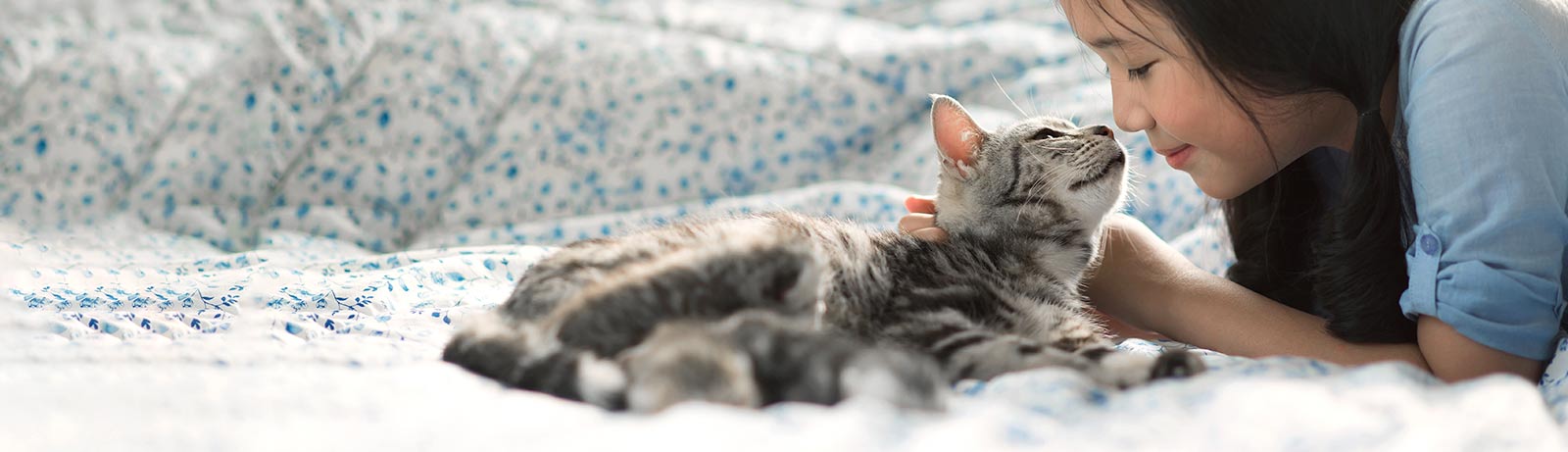Cat Wellness Plans